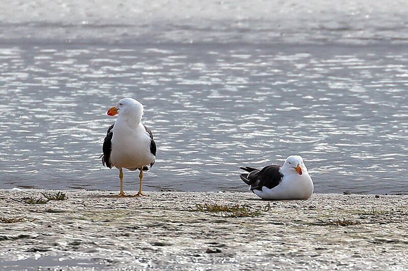 File:Pacific Gulls (25574003935).jpg