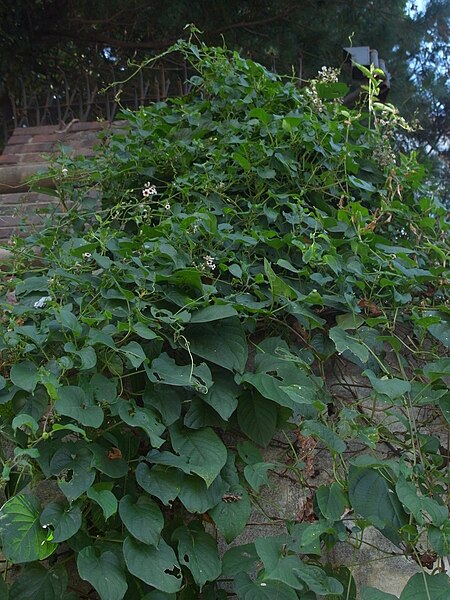 File:Paederia scandens 6.JPG