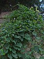 Paederia scandens 6.JPG