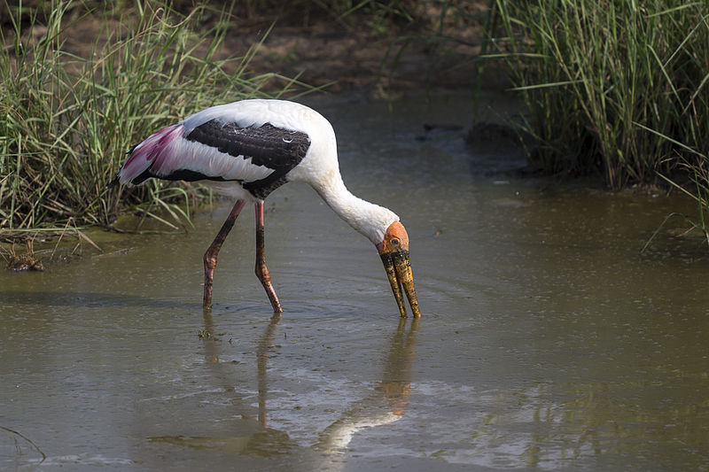 File:Painted stork (Mycteria leucocephala), Udawalawe National Park, Sri Lanka.jpg