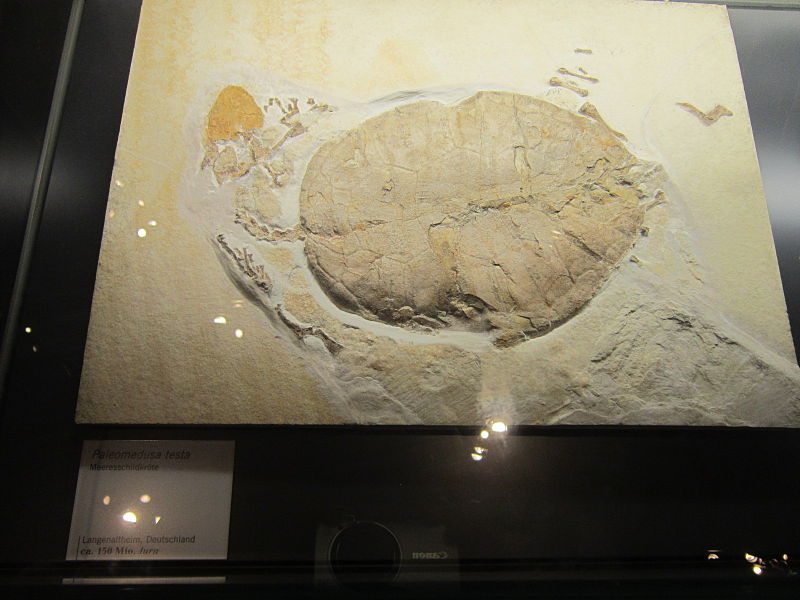 File:Palaeomedusa testa Berlin.jpg