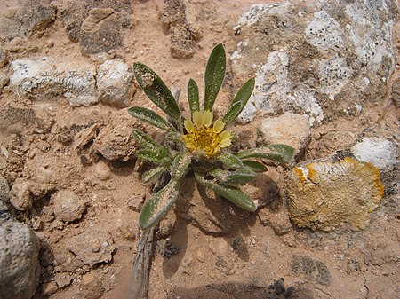 Pallenis hierochuntica in Sebkhat Sidi El Hani Tunesien 2009.jpg