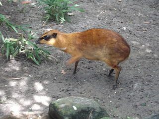 <span class="mw-page-title-main">Greater mouse-deer</span> Species of mammal