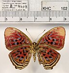 Paralaxita telesia boulleti female ventral.JPG