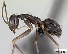 Paratrechina longicornis casent0134863 профиль 1.jpg