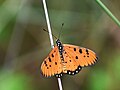 * Nomination Partially open wing resting position of Acraea terpsicore (Linnaeus, 1758) - Tawny Coster * Decline  Oppose Nomination not signed. --Plozessor 17:16, 28 December 2023 (UTC)