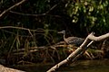 Pavita de agua (Eurypyga helias) en la reserva nacional de Tambopata, Madre de Dios, Perú