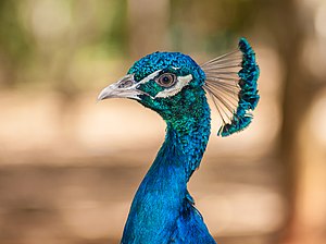 Blauer Pfau: Aussehen, Sinne, Verbreitung und Lebensraum