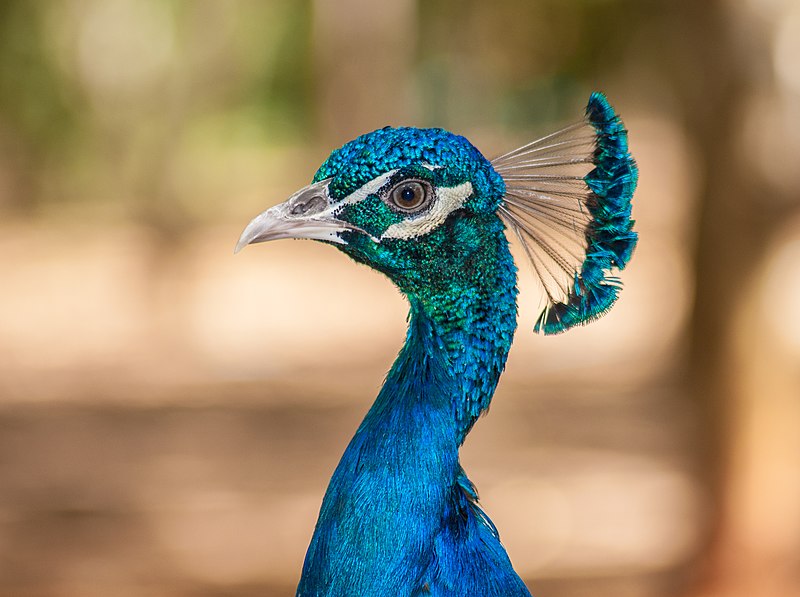 File:Pavo Real Venezolano.jpg