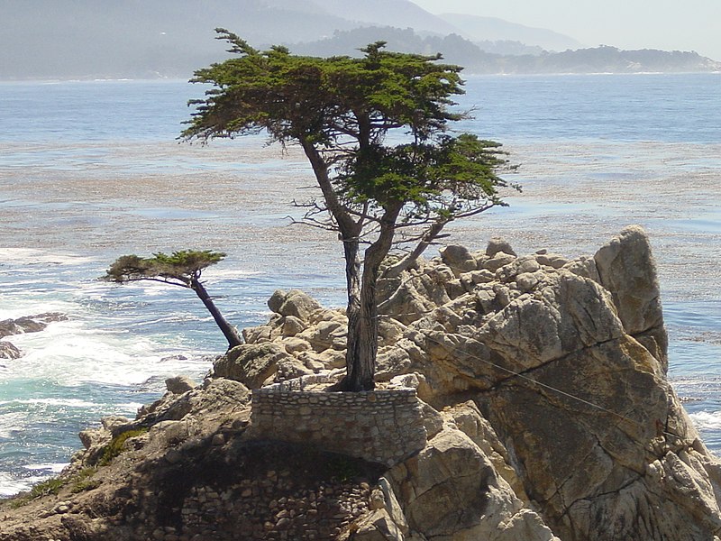 File:Pebble Beach tree.jpg