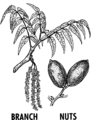 Pecan (PSF).png