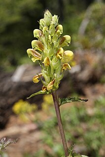 <i>Pedicularis</i> Genus of flowering plants belonging to the broomrape family