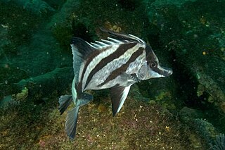 Longsnout boarfish Species of fish