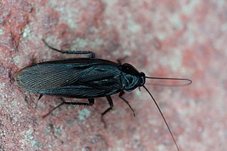 <span class="mw-page-title-main">Japanese cockroach</span> Species of cockroach