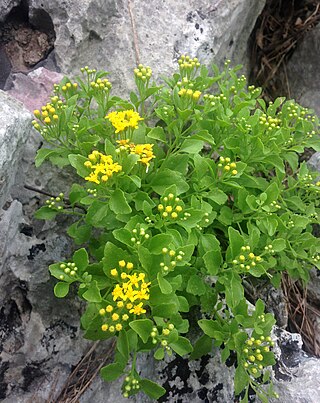 <i>Perityle lindheimeri</i> Species of flowering plant