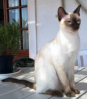 Thai cat Breed of cat