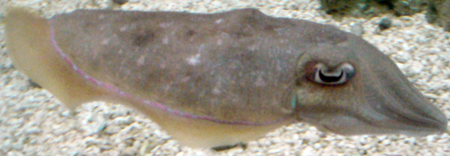 Tập_tin:PharoahCuttlefish-SideView-MonteraryAquarium-April2-07.png