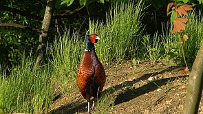 Pheasant in the afternoon light