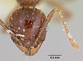 Pheidole ensifera casent0101650 head 1. jpg