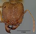 Pheidole oswaldi casent0101640 head 1. jpg