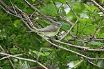 Thumbnail for File:Philadelphia Vireo (Vireo philadelphicus) (5206844262).jpg