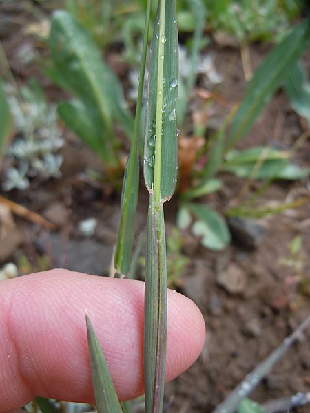 File:Phleum alpinum (22764266520).jpg