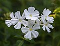 Phlox paniculata 'Fujiyama' (d.j.b.) 01.jpg