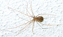 Pholcus opilionoides.jpg