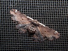 Pholodes sinistraria2.jpg