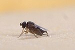 Miniatura para Phoridae