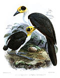 Miniatura per Picathartes