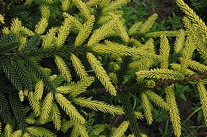 Ель восточная. Ель Восточная Aureospicata. Ель Восточная Picea orientalis. Ель Восточная Ауреа спиката. Ель Восточная Ауреоспиката Picea orientalis Aureospicata.