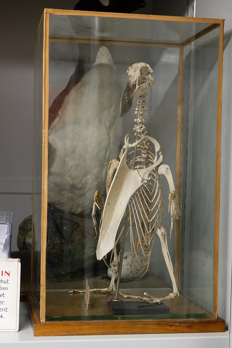 File:Pinguinus impennis skeleton Zoothèque MNHN.jpg - Wikimedia Commons