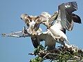 Lake Manyara, Tanzania