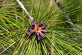 Pollen cones. Lake Wales Ridge, Polk Co., Florida