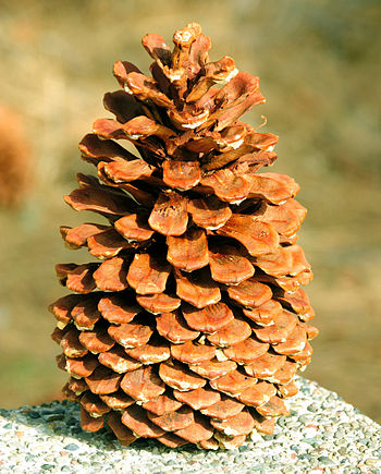 Pinus jeffreyi cone Big Bear Lake.jpg