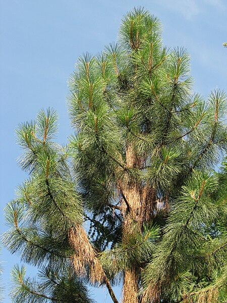 File:Pinus ponderosa Sosna żółta 2011-06-23 02.jpg