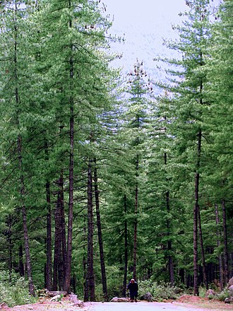 Pinus wallichiana forest, Paro, Punakha, Taktshang, Bhutan. Pinus wallichiana Bhutan2.jpg