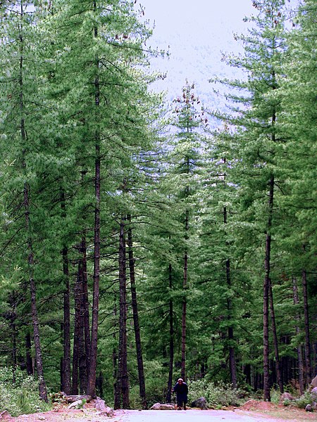 File:Pinus wallichiana Bhutan2.jpg