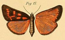 Pl.2-15-Pais moldaenkei = Brephos moldaenkei (Dewitz, 1881) .JPG