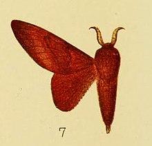 Pl.3-07-Pseudometa schultzei Aurivillius, 1905. JPG