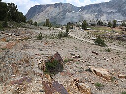 Habitat of Shasta knotweed, in 20-Lakes Basin