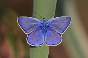 Polyommatus icarus - Burgenland.jpg