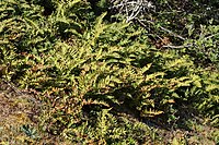 Polypodium hesperium