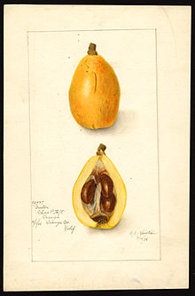 Loquat Wikipedia