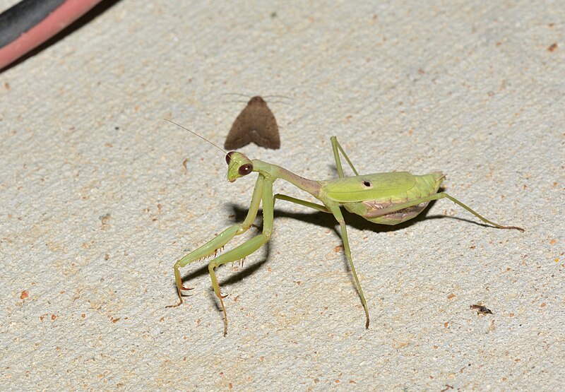 File:Praying mantis (43761635674).jpg