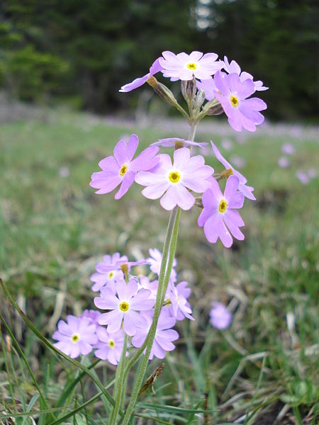 File:Primula farinosa 08-06-2007.jpg