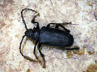 <i>Prionomma atratum</i> Species of beetle