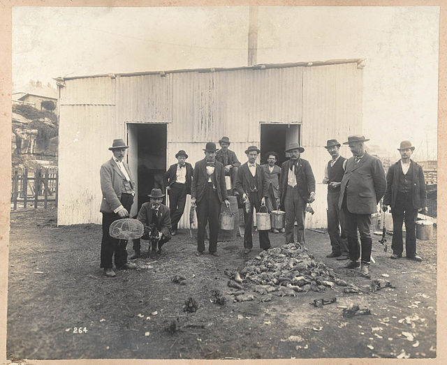 Professional rat-catchers behind a pile of dead rats, during the outbreak of bubonic plague in Sydney in 1900