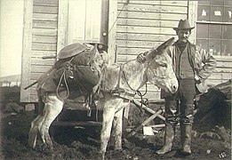 Prospector standing in front of building with mule loaded with gold mining pan, shovel and other supplies, vicinity of Nome (HESTER 256).jpeg